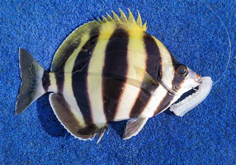 black white fish